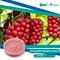 Schisandra (Schisandra chinensis) is an herb that has long been used in traditional Chinese medicine.